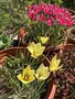 vignette Tulipa clusiana 'Honky Tonk' - Tulipe et Tulipa hageri 'Little Beauty' - Tulipe