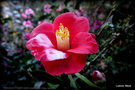 vignette Camélia ' TSUKY-NO-WA ' = ' ROBERT LASSON ' camellia japonica. Origine : Japon 1975