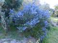 vignette Ceanothus impressus Puget Blue tou bleu au 06 04 21