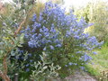 vignette Ceanothus impressus Puget Blue tou bleu  et Feijoa sellowiana au 08 04 21