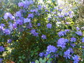 vignette Rhododendron augustinii Lassonii bien bleu au 15 04 21