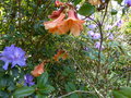 vignette Rhododendron augustinii Lassonii et Rhododendron cinnabarinum Lady Chamberlain au 12 04 21