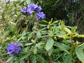 vignette Rhododendron augustinii Hillier's dark form bien bleu au 11 04 21