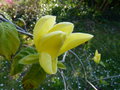 vignette Magnolia Daphne  la belle couleur jaune au 12 04 21