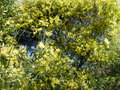vignette Acacia pravissima couvert de fleurs et très parfumé au 18 03 21