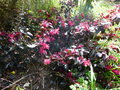 vignette Loropetalum chinense Ever red (Chang nian hong) aux nelles pousses et fleurs rouges sur feuillage presque noir au 02 04 21