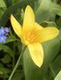 vignette Tulipa clusiana var chrysantha - Tulipe