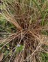 vignette Carex comans 'Bronze Form' - Lache de Nouvelle-Zlande