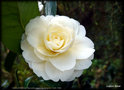 vignette Camélia ' DAHLOHNEGA ' camellia japonica. Origine : USA 1986