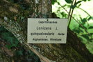 vignette Lonicera quinquelocularis