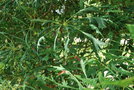 vignette Aesculus hippocastanum f. laciniata