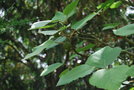 vignette Ficus carica var. rupestris