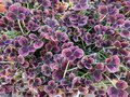 vignette Trifolium repens 'Clover Chocolate' - Trfle