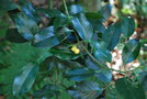 vignette Ilex aquifolium 'Bacciflava'