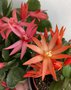 vignette Hatiora hybride = Rhipsalidopsis hybride - Cactus de Pques
