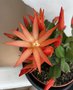 vignette Hatiora hybride = Rhipsalidopsis Colomba - Cactus de Pques