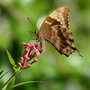 vignette Papillon (Papilio montrouzieri)