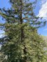 vignette Sequoia sempervirens - squoia