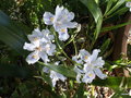 vignette Iris japonica ,