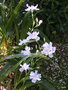 vignette Iris japonica ,