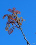vignette savonnier (Koelreuteria paniculata)