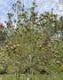 vignette Magnolia x brooklynensis 'Woodsman'