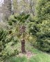 vignette Trachycarpus fortunei var. wagnerianus