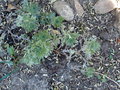 vignette Artemisia glacialis , Gnpi des glaciers