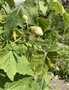 vignette Abutilon vitifolium 'Album' = Corynabutilon vitifolium 'Album' - Blanc