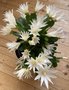 vignette Hatiora hybride = Rhipsalidopsis hybride - Cactus de Pques blanc