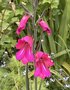 vignette Gladiolus communis ssp byzantinus - Glaeuil de Byzance