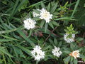 vignette Ledum groenlandicum / Rhododendron groenlandicum,