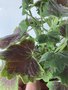 vignette Pelargonium x hortorum 'Vancouver Centennial'