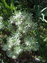vignette Euphorbia characias 
