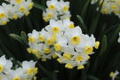 vignette Narcissus cv.