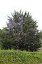 vignette Wisteria sinensis & Cupressus macrocarpa