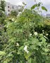 vignette Abutilon vitifolium 'Album' = Corynabutilon vitifolium 'Album' - Blanc