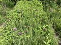 vignette Tragopogon porrifolius - Salsifis cultiv et Helianthus - Topinambours