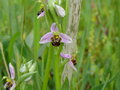 vignette Ophrys apifera, Les Rairies 49