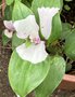 vignette Tradescantia andersoniana 'Blushing Bride'