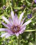 vignette Tragopogon porrifolius - Salsifis cultiv