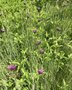 vignette Tragopogon porrifolius subsp. eriospermus - Salsifis  feuilles de poireau