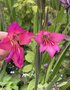 vignette Gladiolus communis ssp byzantinus - Glaieul de Byzance et Gladiolus communis - Glaieul commun