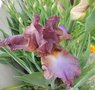 vignette Iris hybride  n 0