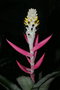 vignette Aechmea maculata