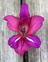 vignette Gladiolus communis ssp byzantinus - Glaieul de Byzance