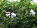 vignette Rhododendron maddenii ssp crassum