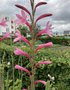 vignette Watsonia - Watsonia rose