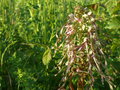 vignette Himantoglossum hircinum, Les Rairies 49