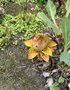 vignette Musella lasiocarpa - Bananier nain chinois, Lotus d'or